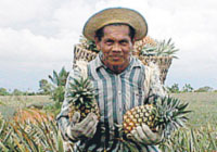 pineapples are one of the best export of panama